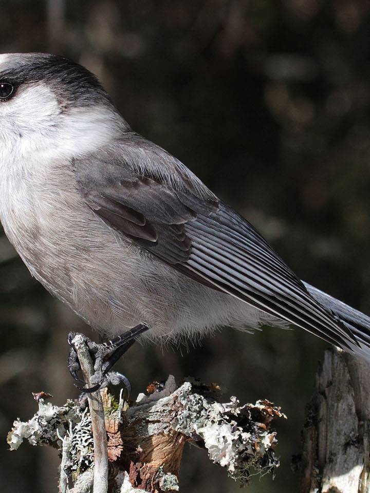 Canadian Gray Jay