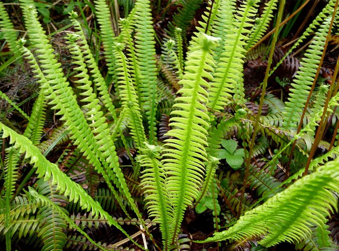 Deer fern