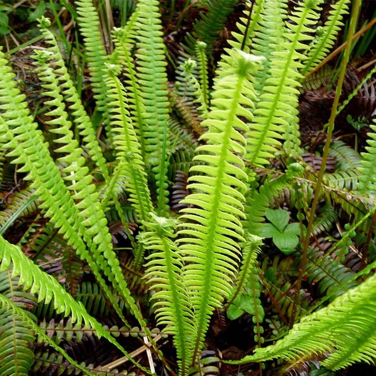 Deer fern