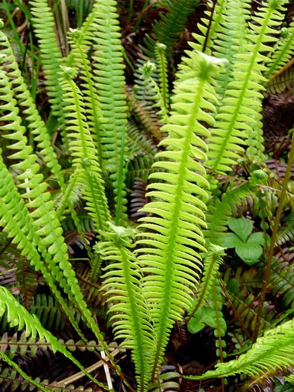 Deer fern