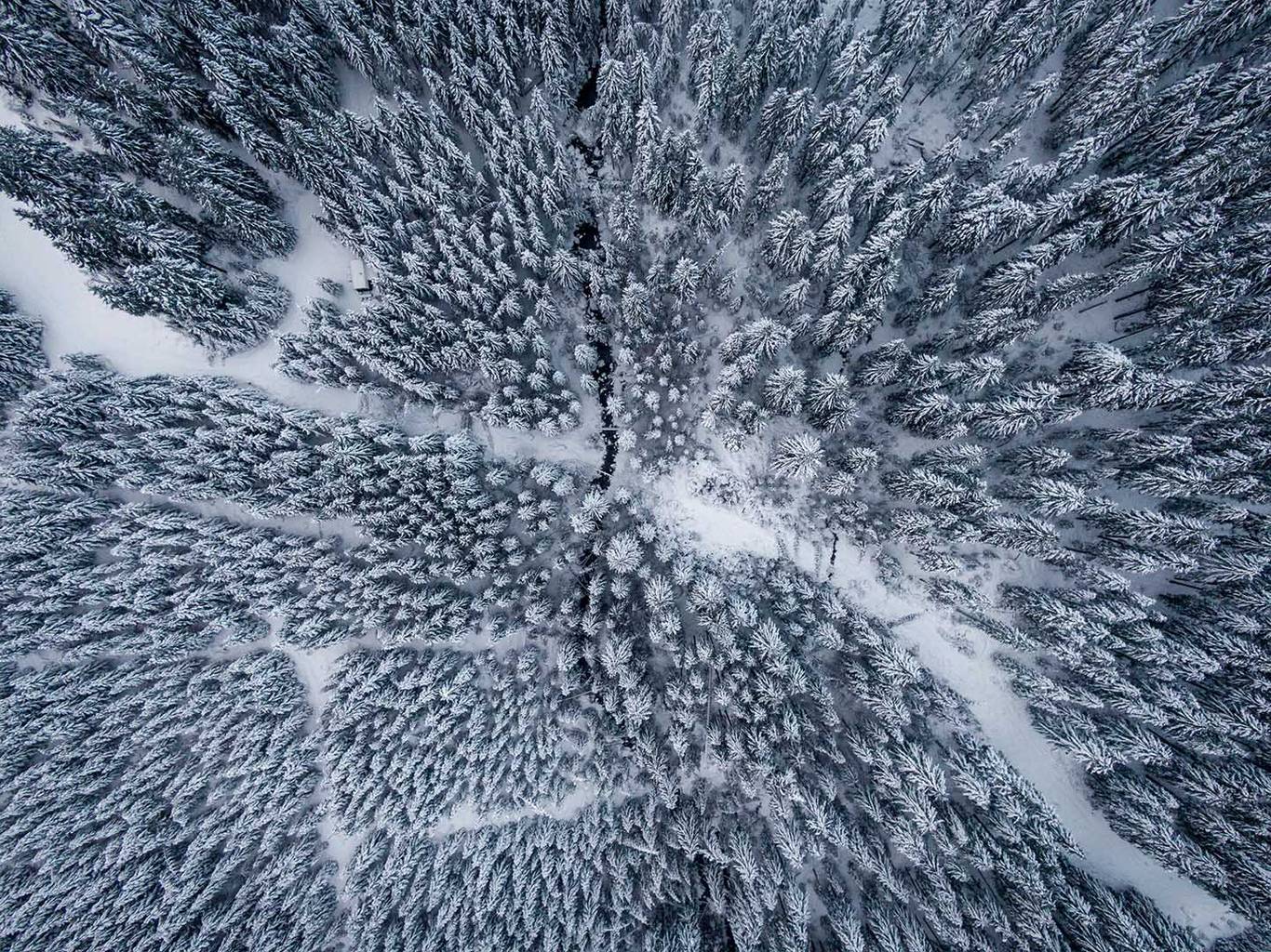 Aerial view of the snow covered trees.