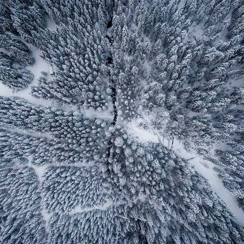 Aerial view of the snow covered trees.