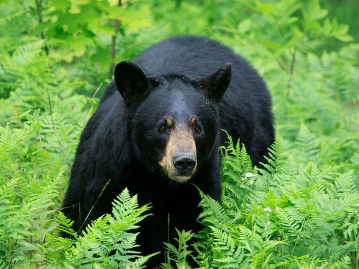A bear in grass