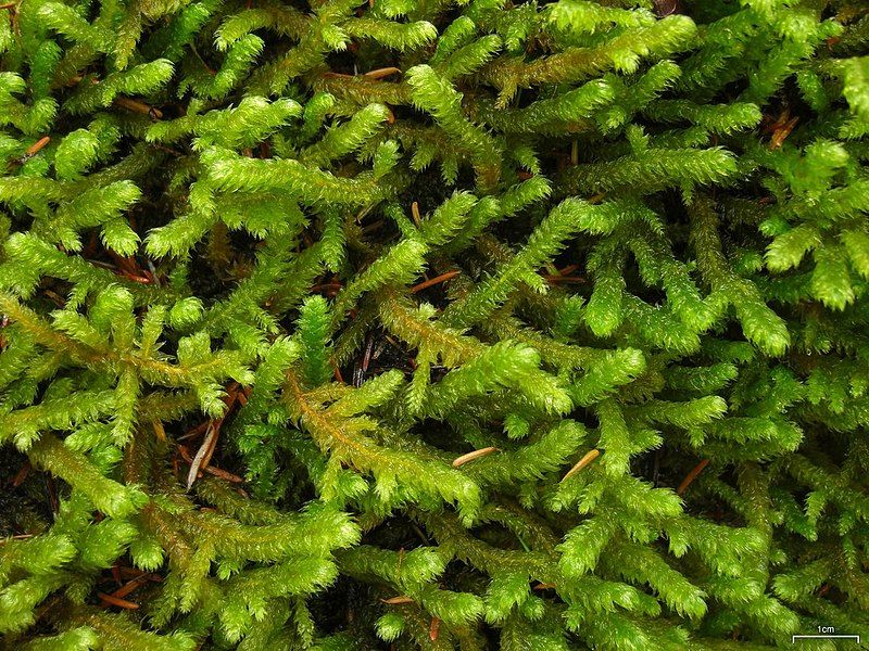 Pipecleaner moss