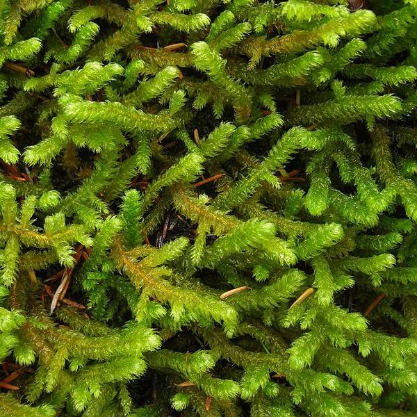 Pipecleaner moss