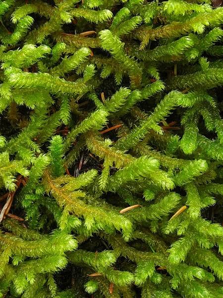 Pipecleaner moss
