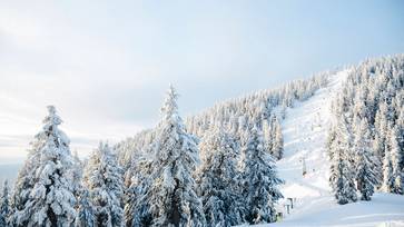 Snow covered trees and a ski run with a chairlift in the background.
