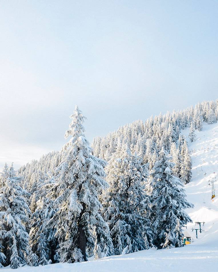 Sky Chair view with snow covered trees.