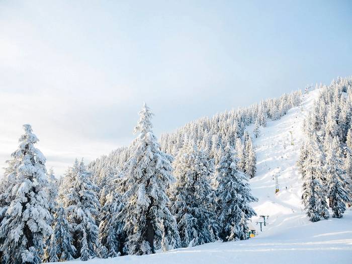 Sky Chair view with snow covered trees.