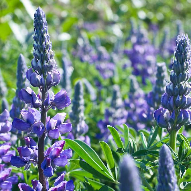Arctic Lupine