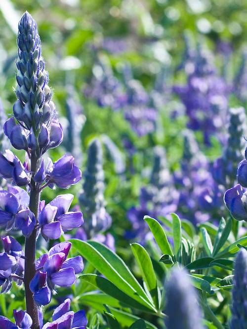 Arctic Lupine
