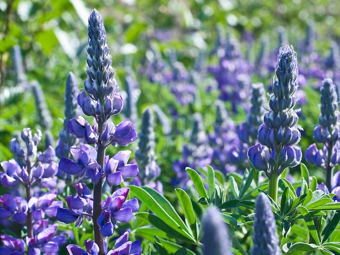 Artic Lupine