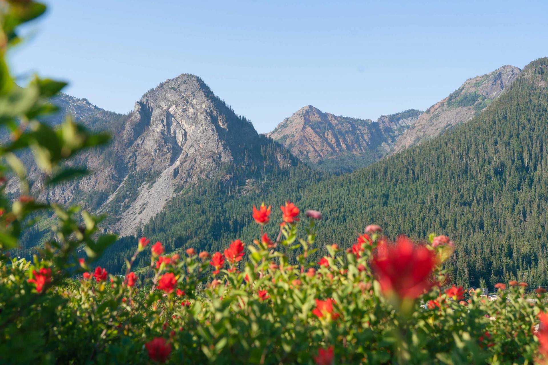 guye peak with wildflowers