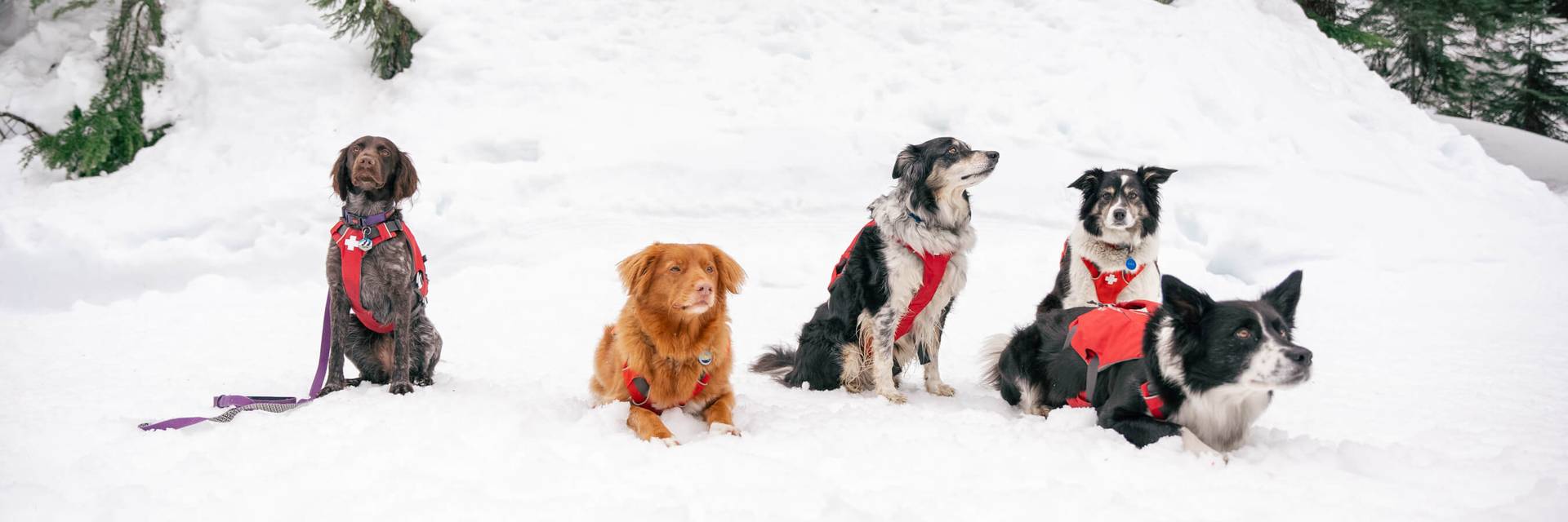avalanche dogs at Alpental
