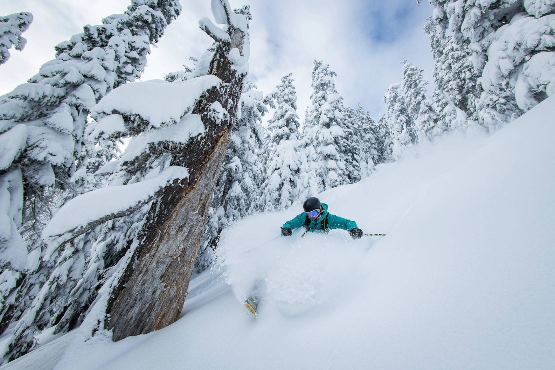 skier in deep snow near tree