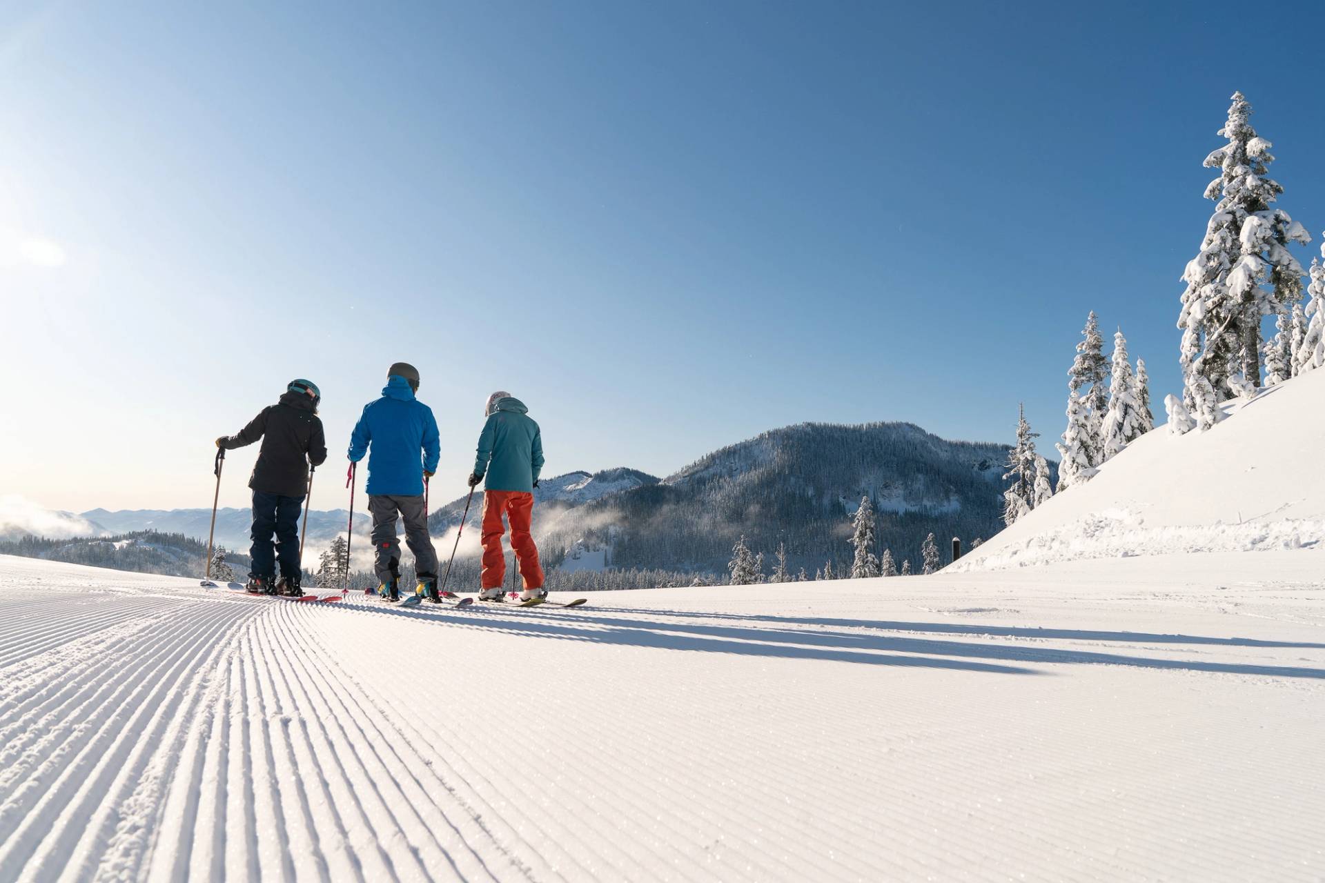 group of people at top of silver fir looking out towards scenery