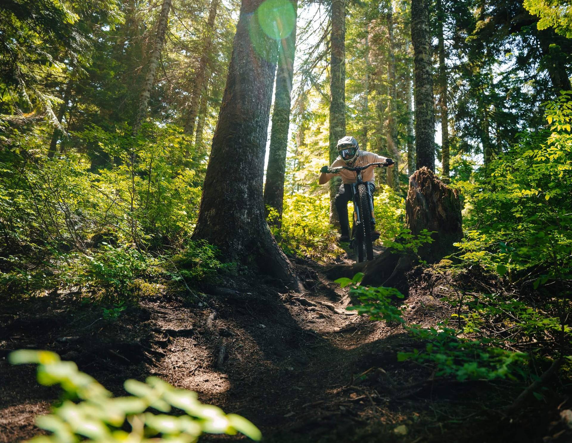 biker on silver fir downhill trail