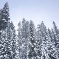 snowy trees