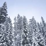 snowy trees