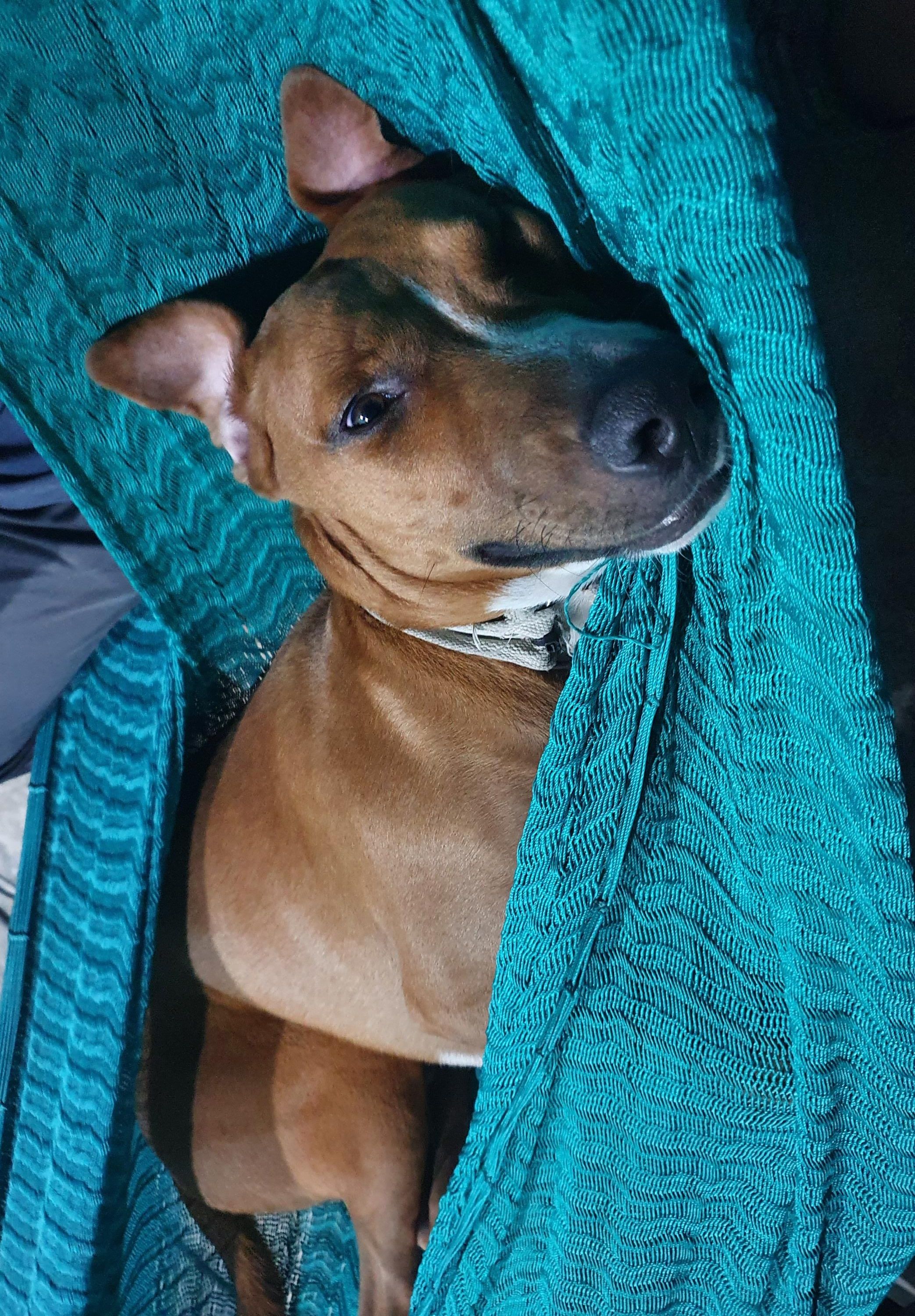 Gordo