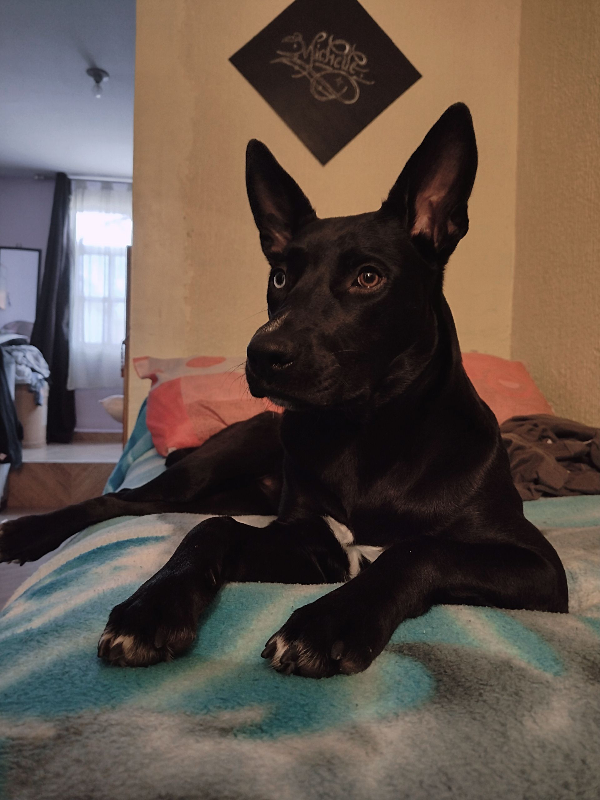 Sombra