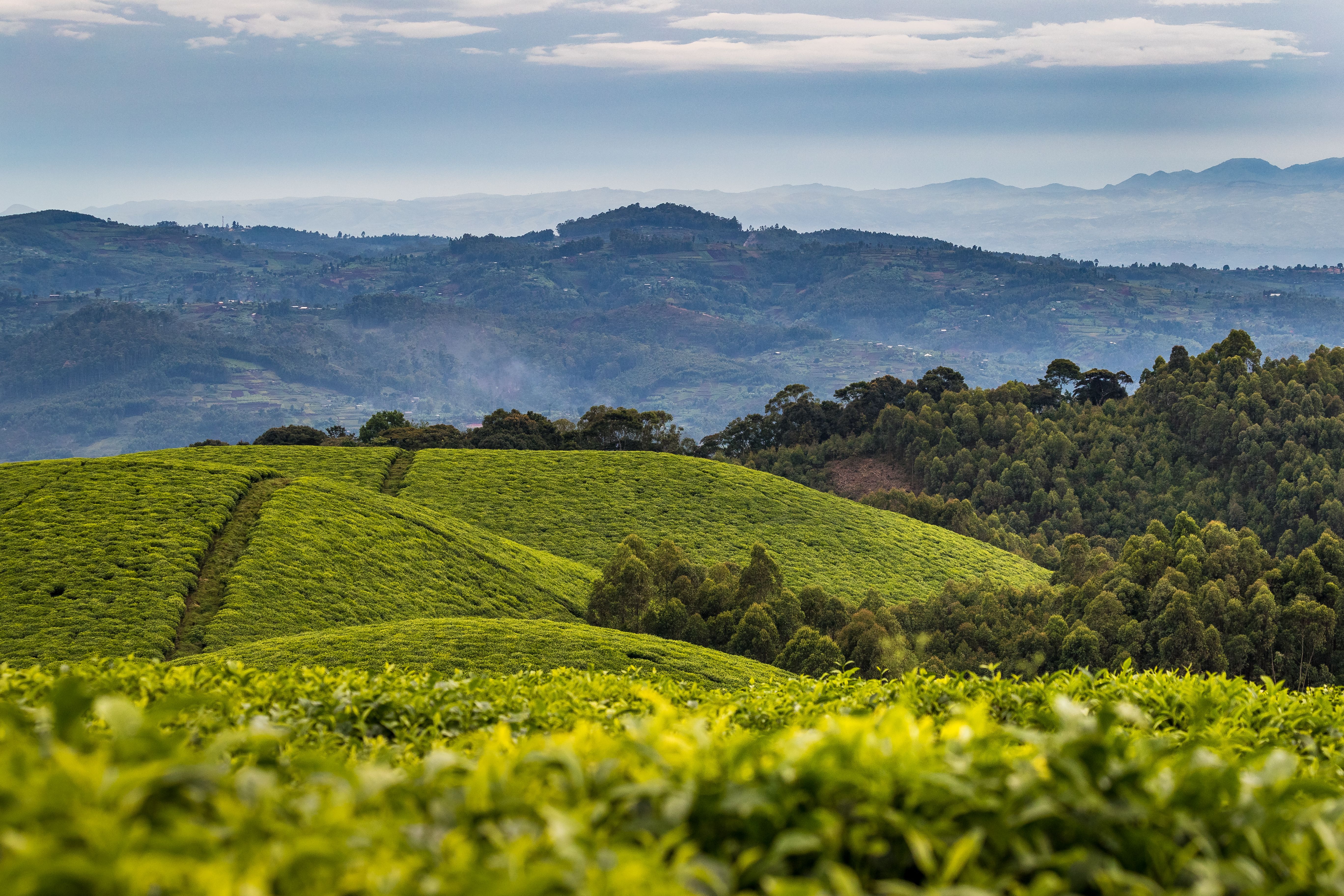 image-fc765142d577ad4bfd4ebb9062df81f6bb93c427-5472x3648-jpg