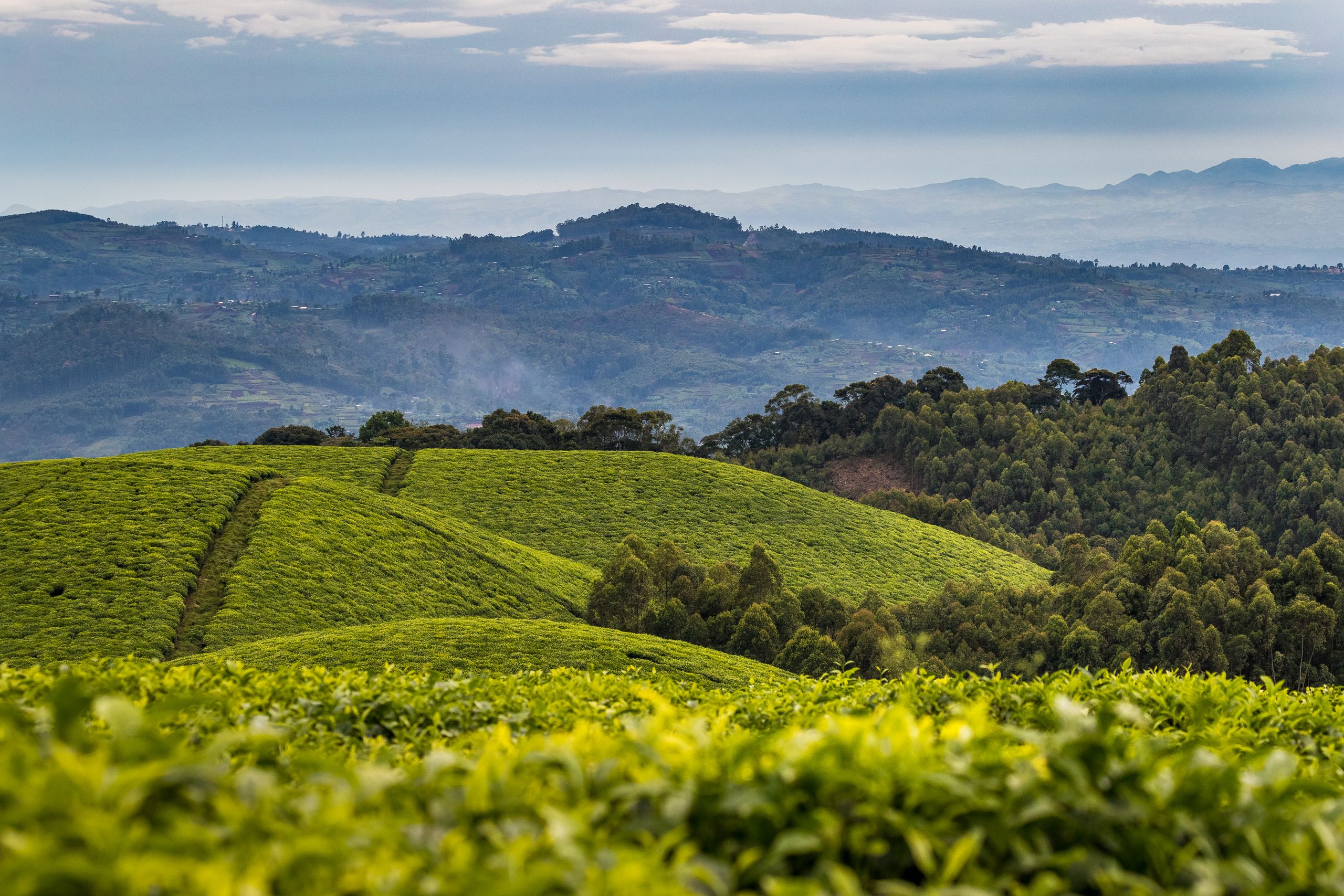 image-fc765142d577ad4bfd4ebb9062df81f6bb93c427-5472x3648-jpg