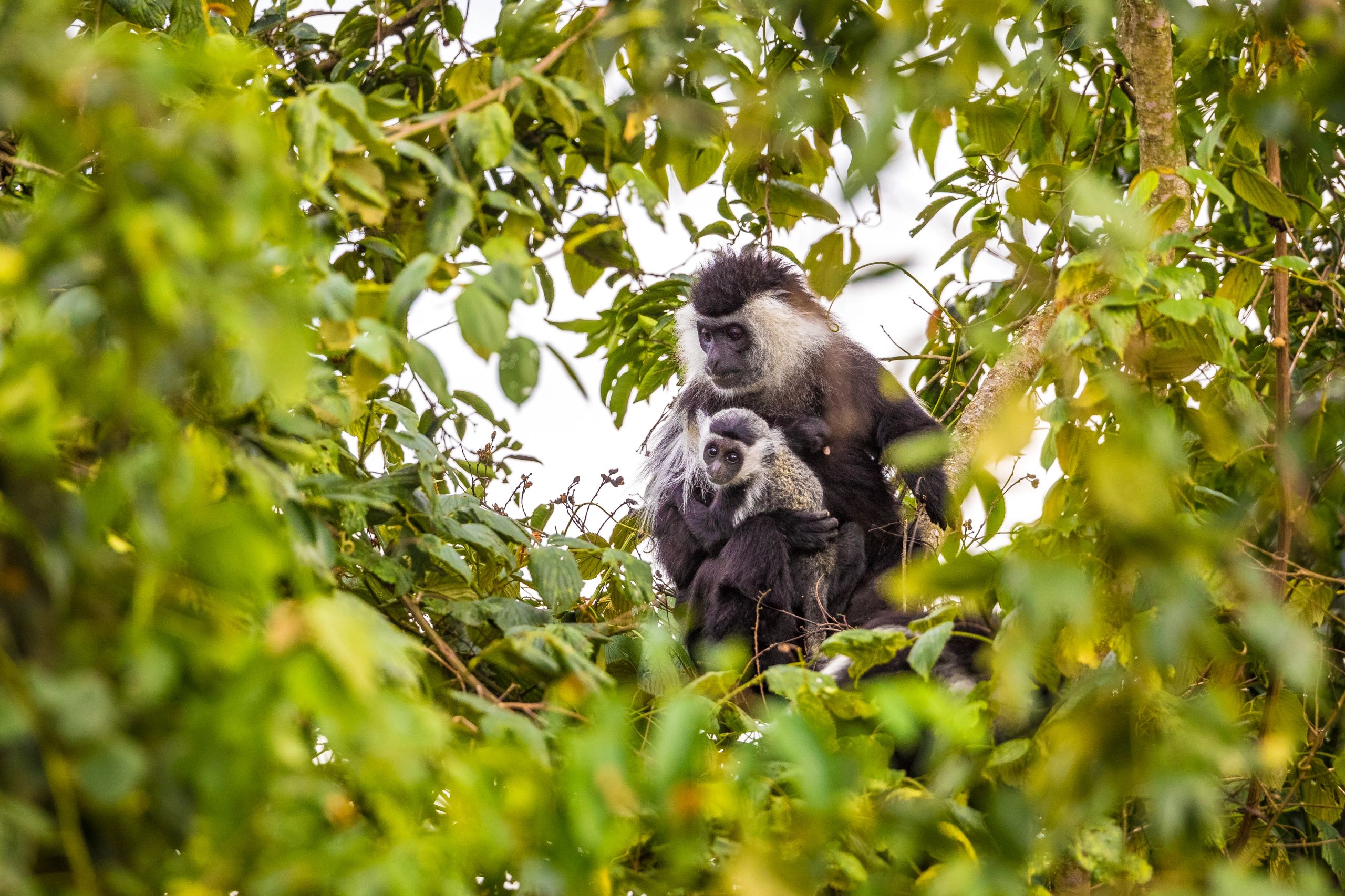 image-65ba0beea5c78efb5f3b957e498efa6b0fe035e5-4835x3223-jpg