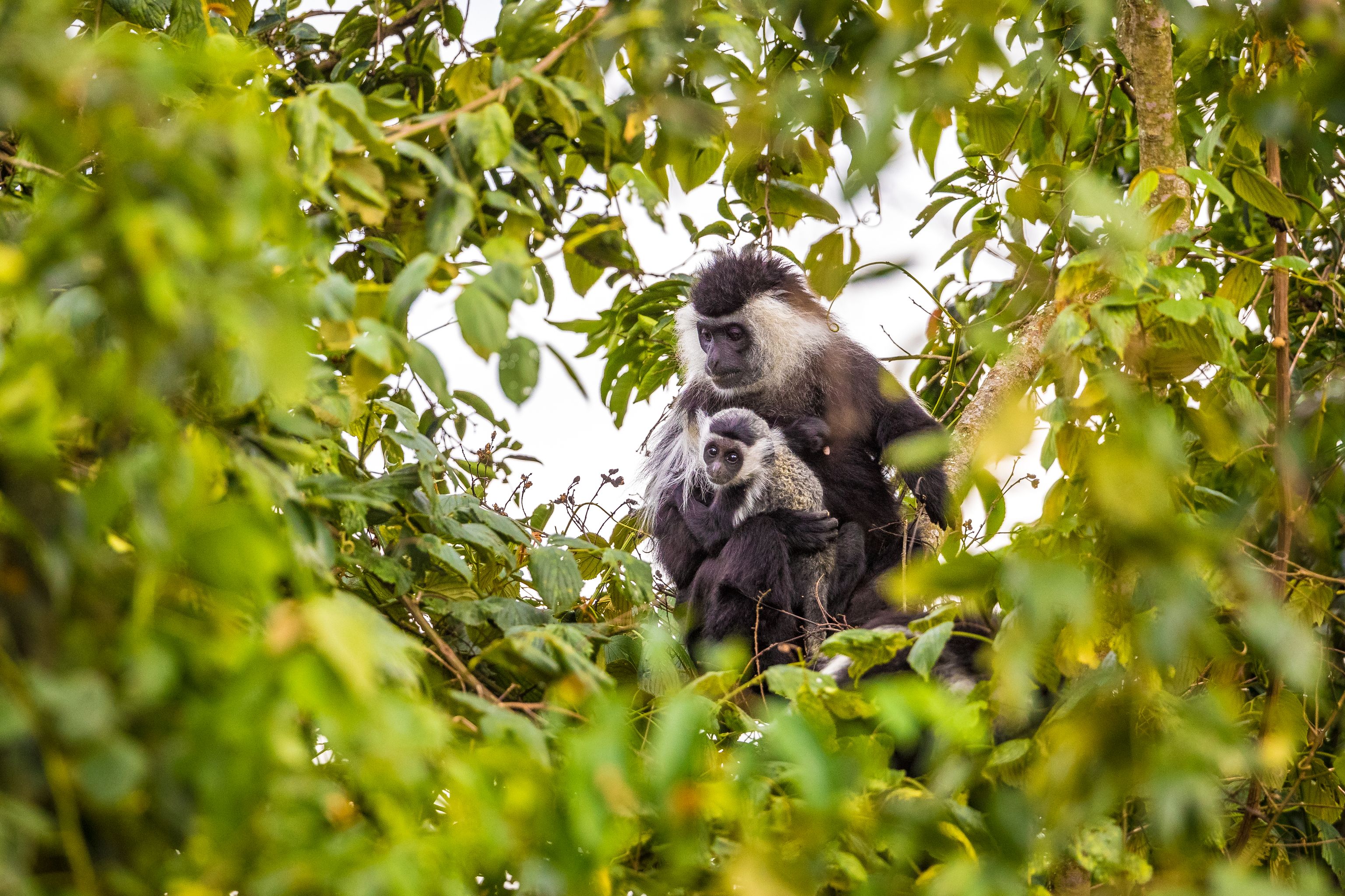 image-65ba0beea5c78efb5f3b957e498efa6b0fe035e5-4835x3223-jpg