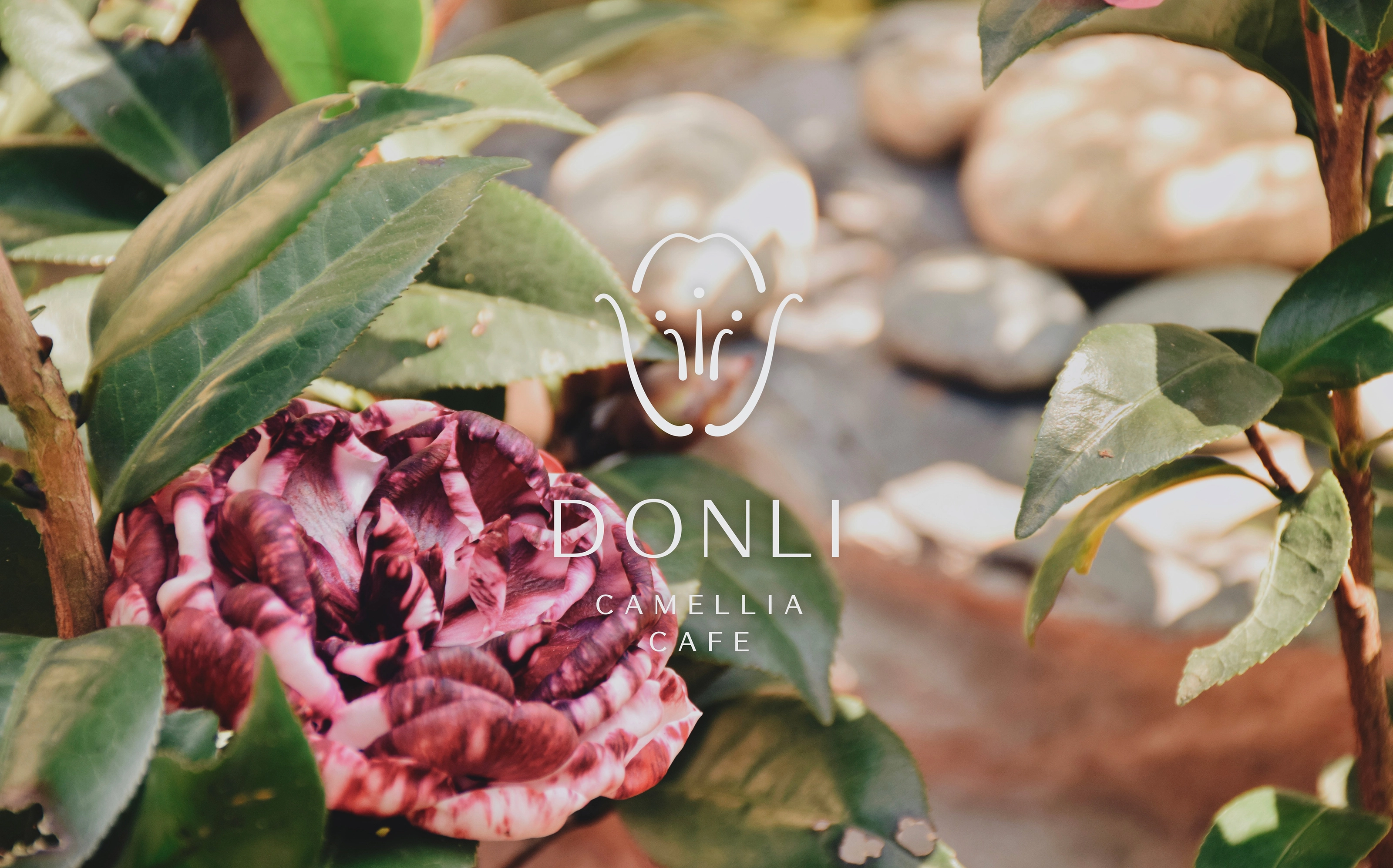 東麗茶花咖啡Donli Camellia Cafe－視覺識別＆包裝設計