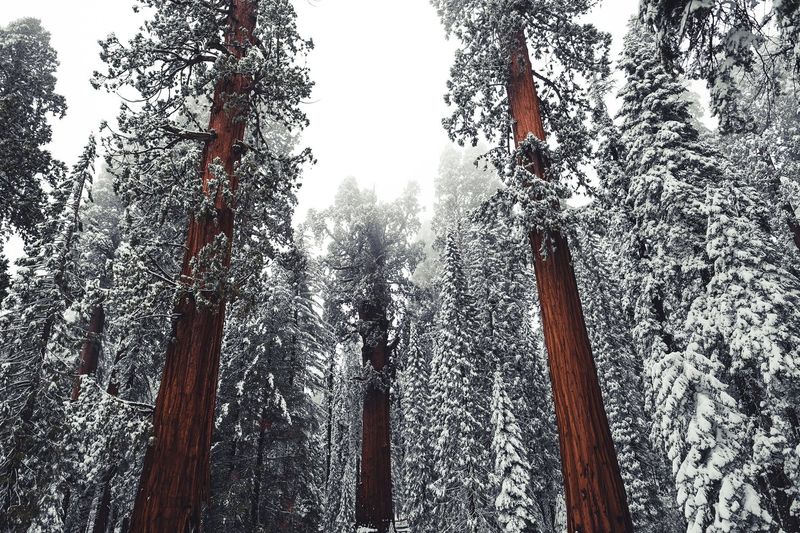 Sequoia National Park — photo 5