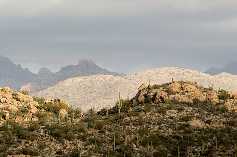 Saguaro National Park — photo 3