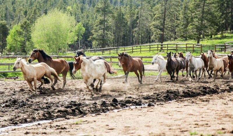 Western Pleasure Guest Ranch