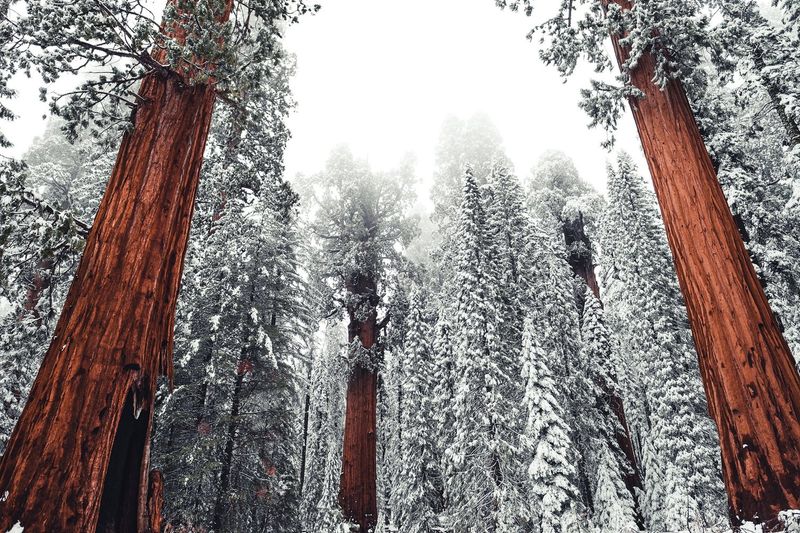 Sequoia National Park — photo 4