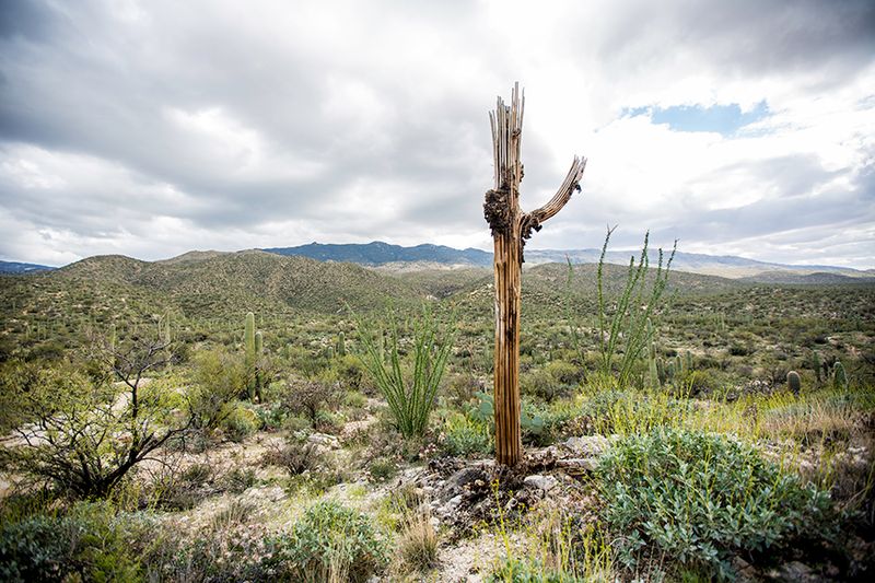 Saguaro National Park — photo 7