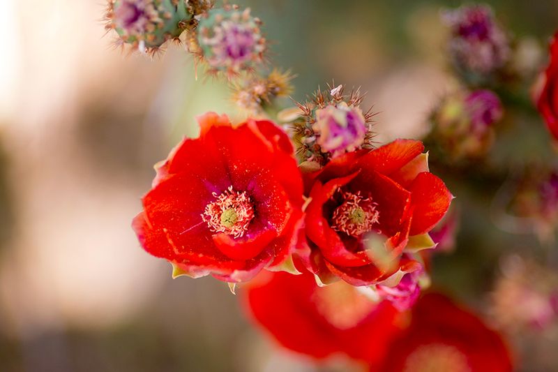 Saguaro National Park — photo 6
