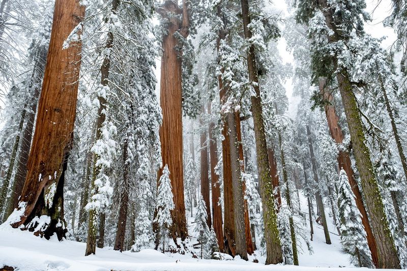 Sequoia National Park — photo 2