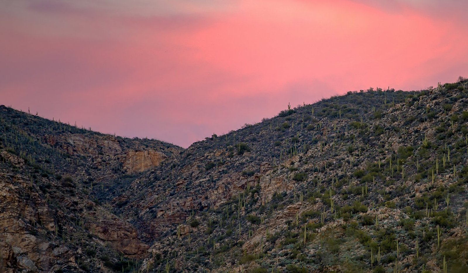 Saguaro National Park