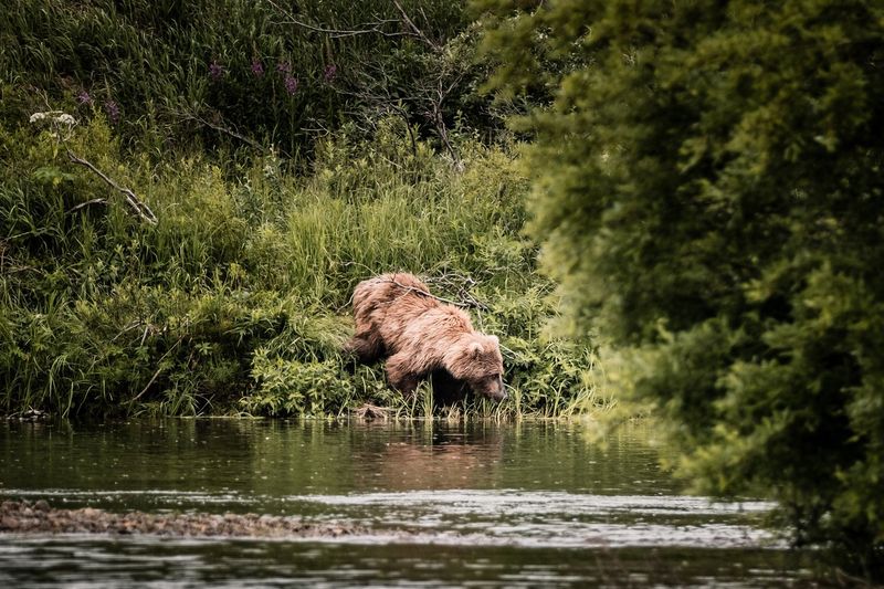 Katmai National Park Alaska — photo 3