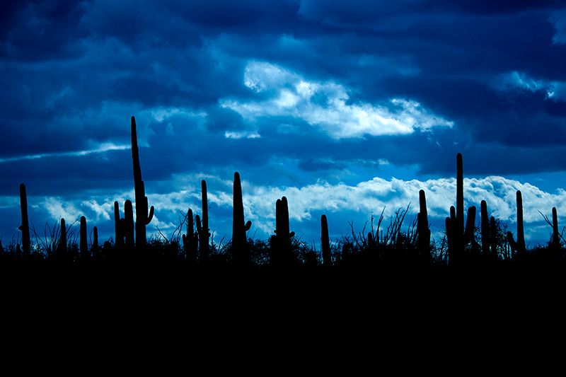 Saguaro National Park — photo 8
