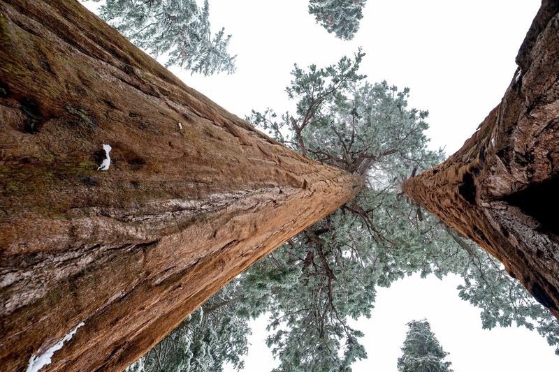 Sequoia National Park — photo 1