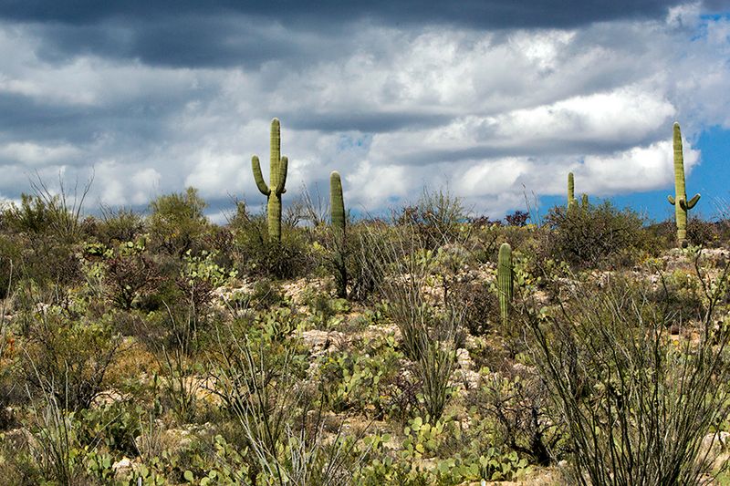 Saguaro National Park — photo 4