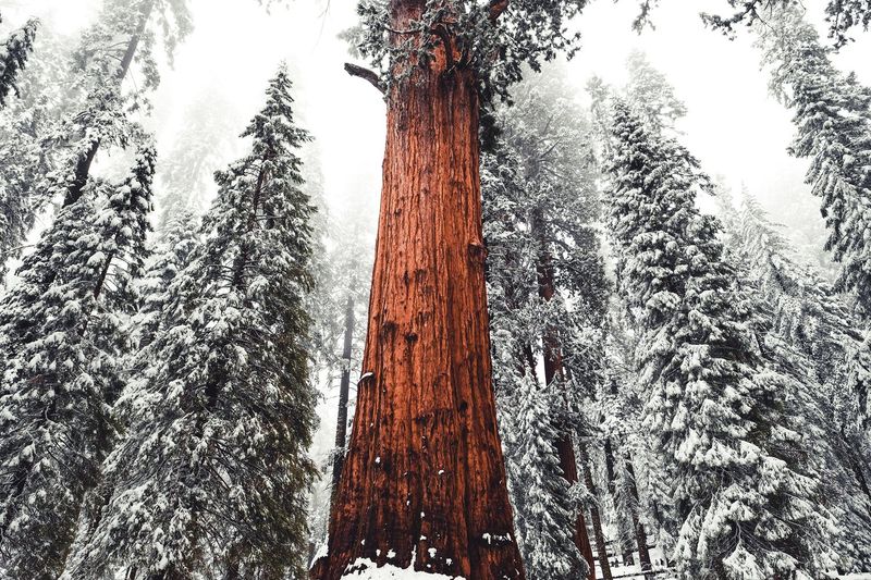Sequoia National Park — photo 3