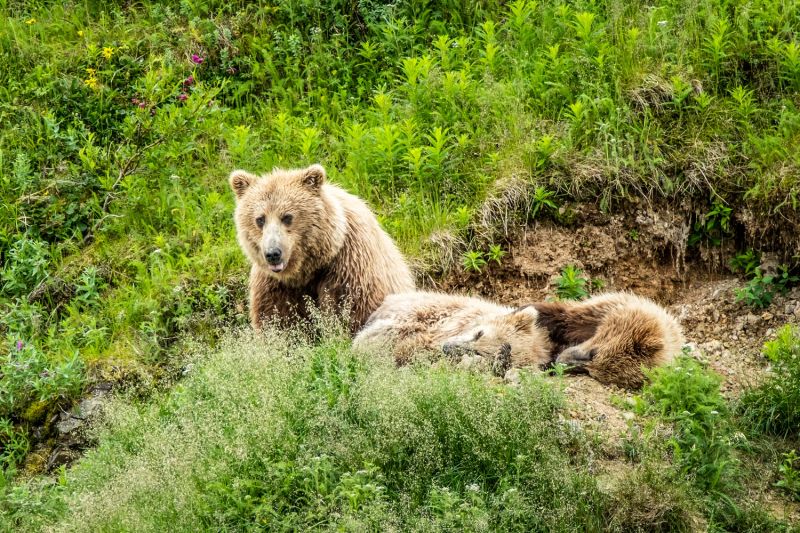 Alaska Rainbow Lodge — photo 5