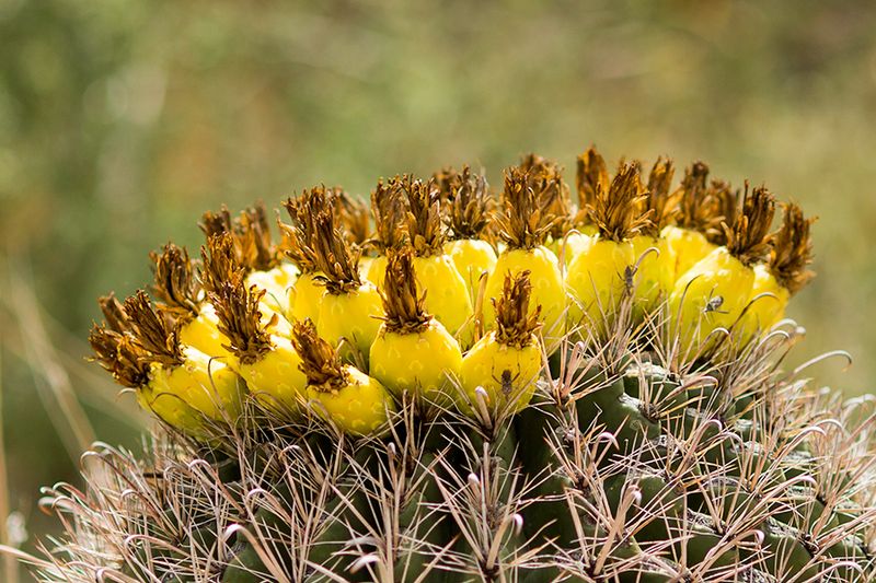 Saguaro National Park — photo 5