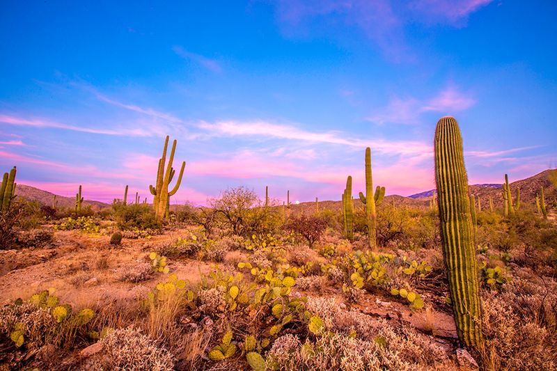 Saguaro National Park — photo 1