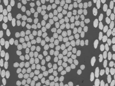 Fibers cross section​​​​‌﻿‍﻿​‍​‍‌‍﻿﻿‌﻿​‍‌‍‍‌‌‍‌﻿‌‍‍‌‌‍﻿‍​‍​‍​﻿‍‍​‍​‍‌﻿​﻿‌‍​‌‌‍﻿‍‌‍‍‌‌﻿‌​‌﻿‍‌​‍﻿‍‌‍‍‌‌‍﻿﻿​‍​‍​‍﻿​​‍​‍‌‍‍​‌﻿​‍‌‍‌‌‌‍‌‍​‍​‍​﻿‍‍​‍​‍‌‍‍​‌﻿‌​‌﻿‌​‌﻿​​‌﻿​﻿​﻿‍‍​‍﻿﻿​‍﻿﻿‌‍​﻿‌‍﻿​‌‍‌‌‌‍﻿‌‌‍‌‌‌﻿‍​​‍﻿‌‌﻿​﻿‌﻿‌​‌﻿‌‌‌‍‌​‌‍‍‌‌‍﻿﻿​‍﻿‍‌﻿‌‍‌‍‌‌‌﻿​‍‌‍​﻿‌‍‌‌‌‍﻿​​‍﻿‍‌‍​‌‌﻿​​‌﻿​​​‍﻿﻿‌‍‍‌‌‍﻿‍‌﻿‌​‌‍‌‌‌‍﻿‍‌﻿‌​​‍﻿﻿‌‍‌‌‌‍‌​‌‍‍‌‌﻿‌​​‍﻿﻿‌‍﻿‌‌‍﻿﻿‌‍‌​‌‍‌‌​﻿﻿‌‌﻿​​‌﻿​‍‌‍‌‌‌﻿​﻿‌‍‌‌‌‍﻿‍‌﻿‌​‌‍​‌‌﻿‌​‌‍‍‌‌‍﻿﻿‌‍﻿‍​﻿‍﻿‌‍‍‌‌‍‌​​﻿﻿‌​﻿​‍​﻿​‍​﻿‌‌​﻿‌‍​﻿‌‍​﻿​​​﻿‌﻿‌‍​﻿​‍﻿‌​﻿​‍​﻿‌​​﻿‌﻿​﻿​​​‍﻿‌​﻿‌​‌‍​‌‌‍​‍​﻿​‍​‍﻿‌‌‍​‍​﻿​‍​﻿‌‍‌‍‌​​‍﻿‌​﻿​​​﻿‍​‌‍‌‍‌‍​﻿‌‍​﻿​﻿‍‌​﻿​﻿​﻿‍‌​﻿‍​​﻿‌​‌‍‌​‌‍‌‍​﻿‍﻿‌﻿‌​‌﻿‍‌‌﻿​​‌‍‌‌​﻿﻿‌‌‍​‌‌﻿​​‌﻿​​‌‍﻿​‌‍‍‌‌‍​﻿‌‍​‌‌﻿‌​‌‍‍‌‌‍﻿﻿‌‍﻿‍​﻿‍﻿‌﻿​​‌‍​‌‌﻿‌​‌‍‍​​﻿﻿‌‌﻿​​‌‍​‌‌‍‌﻿‌‍‌‌‌​​‍‌﻿‌‌‌‍‍‌‌‍﻿​‌‍‌​‌‍‌‌‌﻿​‍​‍‌‌​﻿‌‌‌​​‍‌‌﻿﻿‌‍‍﻿‌‍‌‌‌﻿‍‌​‍‌‌​﻿​﻿‌​‌​​‍‌‌​﻿​﻿‌​‌​​‍‌‌​﻿​‍​﻿​‍​﻿​​​﻿‌‍‌‍‌‌​﻿​‍‌‍‌‍‌‍​‌​﻿​​​﻿​‌​﻿​‌‌‍‌‍‌‍​‍‌‍​﻿​‍‌‌​﻿​‍​﻿​‍​‍‌‌​﻿‌‌‌​‌​​‍﻿‍‌‍​﻿‌‍​‌‌﻿​‍‌‍‌​‌﻿​﻿​‍‌‌​﻿‌‌‌​​‍‌‌﻿﻿‌‍‍﻿‌‍‌‌‌﻿‍‌​‍‌‌​﻿​﻿‌​‌​​‍‌‌​﻿​﻿‌​‌​​‍‌‌​﻿​‍​﻿​‍‌‍​‍​﻿​‌‌‍​﻿​﻿‌​​﻿​﻿​﻿​‌​﻿‌‍​﻿‌‌​﻿‍‌​﻿​﻿​﻿‌﻿​﻿‍‌​‍‌‌​﻿​‍​﻿​‍​‍‌‌​﻿‌‌‌​‌​​‍﻿‍‌﻿‌​‌‍‍‌‌﻿‌​‌‍﻿​‌‍‌‌​﻿﻿﻿‌‍​‍‌‍​‌‌﻿​﻿‌‍‌‌‌‌‌‌‌﻿​‍‌‍﻿​​﻿﻿‌‌‍‍​‌﻿‌​‌﻿‌​‌﻿​​‌﻿​﻿​‍‌‌​﻿​﻿‌​​‌​‍‌‌​﻿​‍‌​‌‍​‍‌‌​﻿​‍‌​‌‍‌‍​﻿‌‍﻿​‌‍‌‌‌‍﻿‌‌‍‌‌‌﻿‍​​‍﻿‌‌﻿​﻿‌﻿‌​‌﻿‌‌‌‍‌​‌‍‍‌‌‍﻿﻿​‍﻿‍‌﻿‌‍‌‍‌‌‌﻿​‍‌‍​﻿‌‍‌‌‌‍﻿​​‍﻿‍‌‍​‌‌﻿​​‌﻿​​​‍‌‍‌‍‍‌‌‍‌​​﻿﻿‌​﻿​‍​﻿​‍​﻿‌‌​﻿‌‍​﻿‌‍​﻿​​​﻿‌﻿‌‍​﻿​‍﻿‌​﻿​‍​﻿‌​​﻿‌﻿​﻿​​​‍﻿‌​﻿‌​‌‍​‌‌‍​‍​﻿​‍​‍﻿‌‌‍​‍​﻿​‍​﻿‌‍‌‍‌​​‍﻿‌​﻿​​​﻿‍​‌‍‌‍‌‍​﻿‌‍​﻿​﻿‍‌​﻿​﻿​﻿‍‌​﻿‍​​﻿‌​‌‍‌​‌‍‌‍​‍‌‍‌﻿‌​‌﻿‍‌‌﻿​​‌‍‌‌​﻿﻿‌‌‍​‌‌﻿​​‌﻿​​‌‍﻿​‌‍‍‌‌‍​﻿‌‍​‌‌﻿‌​‌‍‍‌‌‍﻿﻿‌‍﻿‍​‍‌‍‌﻿​​‌‍​‌‌﻿‌​‌‍‍​​﻿﻿‌‌﻿​​‌‍​‌‌‍‌﻿‌‍‌‌‌​​‍‌﻿‌‌‌‍‍‌‌‍﻿​‌‍‌​‌‍‌‌‌﻿​‍​‍‌‌​﻿‌‌‌​​‍‌‌﻿﻿‌‍‍﻿‌‍‌‌‌﻿‍‌​‍‌‌​﻿​﻿‌​‌​​‍‌‌​﻿​﻿‌​‌​​‍‌‌​﻿​‍​﻿​‍​﻿​​​﻿‌‍‌‍‌‌​﻿​‍‌‍‌‍‌‍​‌​﻿​​​﻿​‌​﻿​‌‌‍‌‍‌‍​‍‌‍​﻿​‍‌‌​﻿​‍​﻿​‍​‍‌‌​﻿‌‌‌​‌​​‍﻿‍‌‍​﻿‌‍​‌‌﻿​‍‌‍‌​‌﻿​﻿​‍‌‌​﻿‌‌‌​​‍‌‌﻿﻿‌‍‍﻿‌‍‌‌‌﻿‍‌​‍‌‌​﻿​﻿‌​‌​​‍‌‌​﻿​﻿‌​‌​​‍‌‌​﻿​‍​﻿​‍‌‍​‍​﻿​‌‌‍​﻿​﻿‌​​﻿​﻿​﻿​‌​﻿‌‍​﻿‌‌​﻿‍‌​﻿​﻿​﻿‌﻿​﻿‍‌​‍‌‌​﻿​‍​﻿​‍​‍‌‌​﻿‌‌‌​‌​​‍﻿‍‌﻿‌​‌‍‍‌‌﻿‌​‌‍﻿​‌‍‌‌​‍‌‍‌﻿​​‌‍‌‌‌﻿​‍‌﻿​﻿‌﻿​​‌‍‌‌‌‍​﻿‌﻿‌​‌‍‍‌‌﻿‌‍‌‍‌‌​﻿﻿‌‌﻿​​‌﻿‌‌‌‍​‍‌‍﻿​‌‍‍‌‌﻿​﻿‌‍‍​‌‍‌‌‌‍‌​​‍​‍‌﻿﻿‌