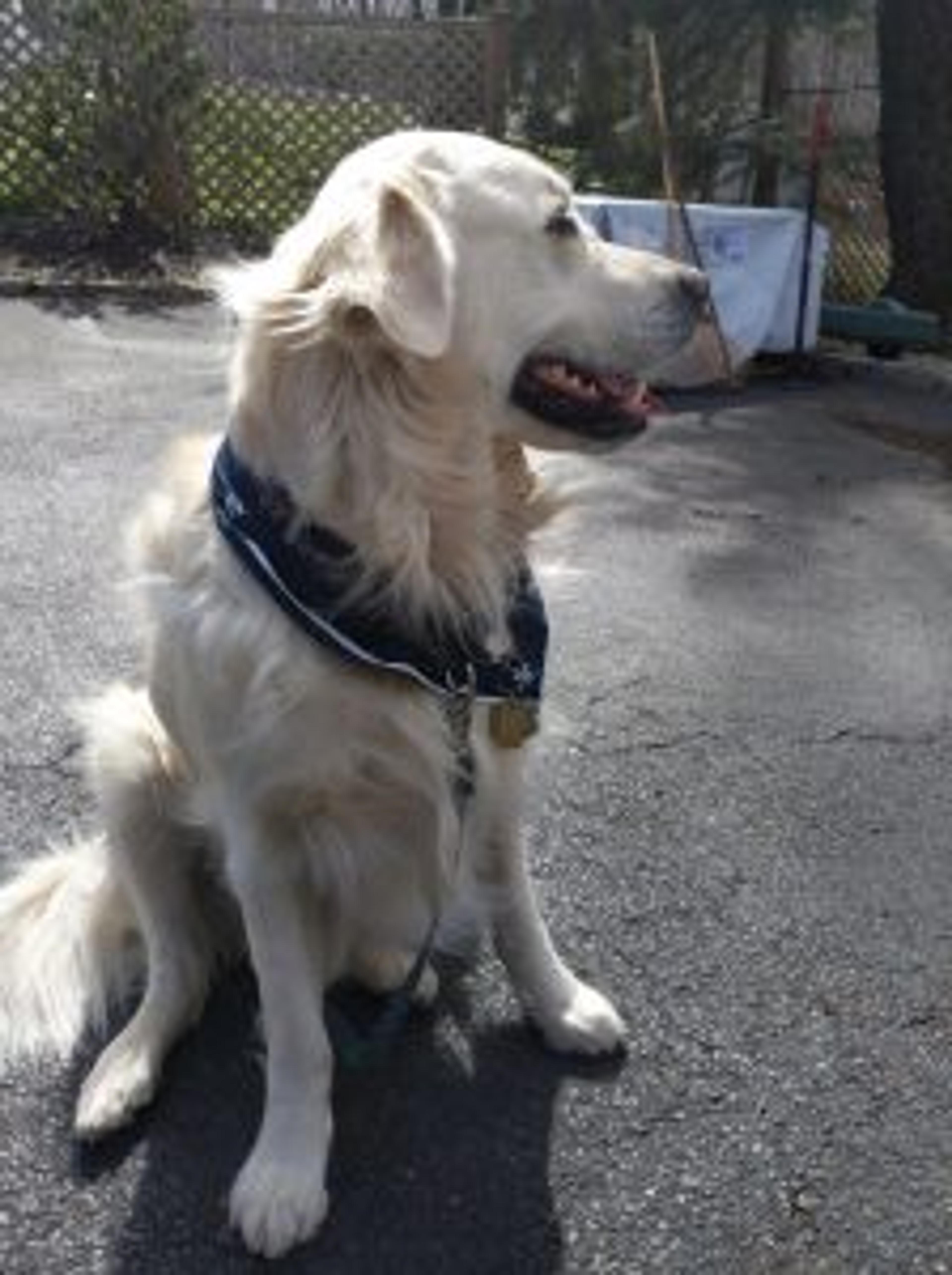 Today's International Dog Day, so here are pictures of our dogs in Yankees gear