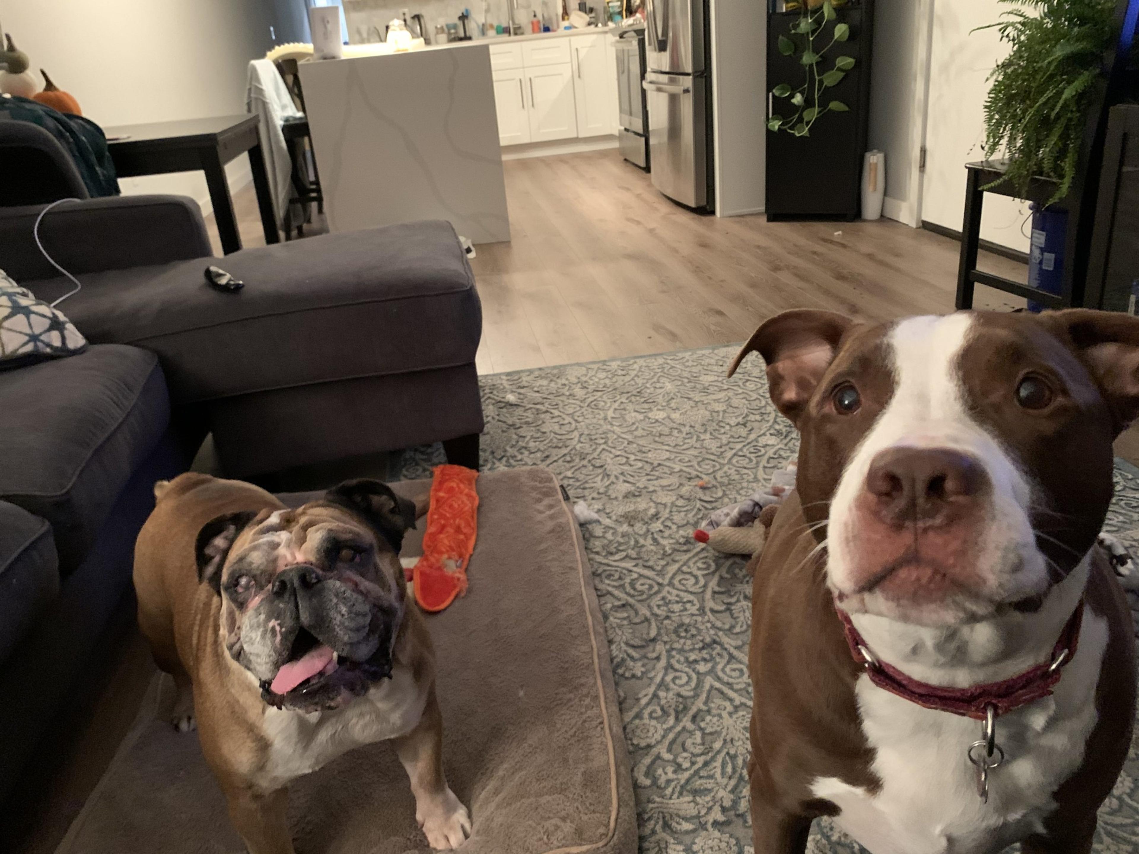 Your New York Yankees pets