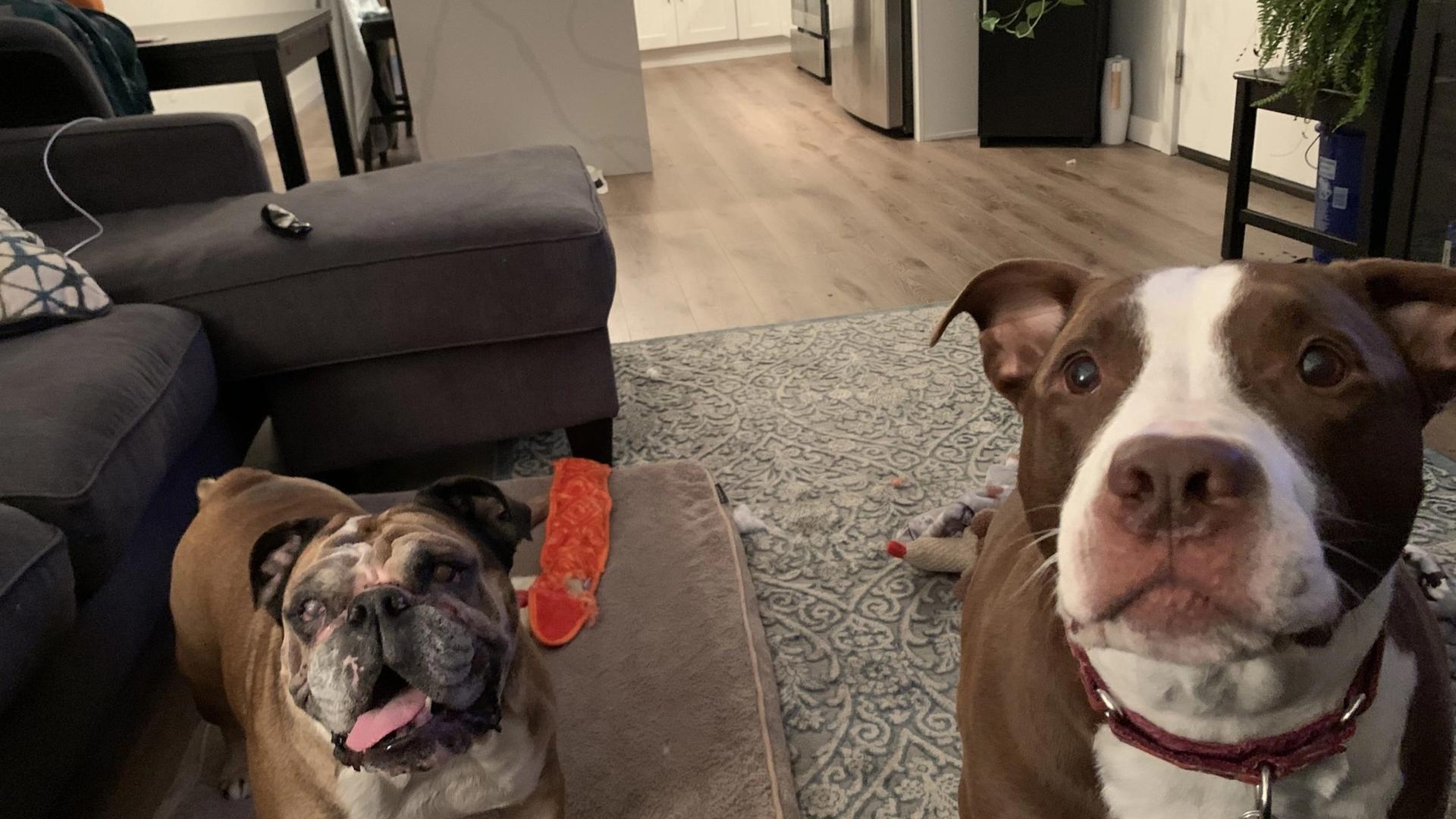 Your New York Yankees pets